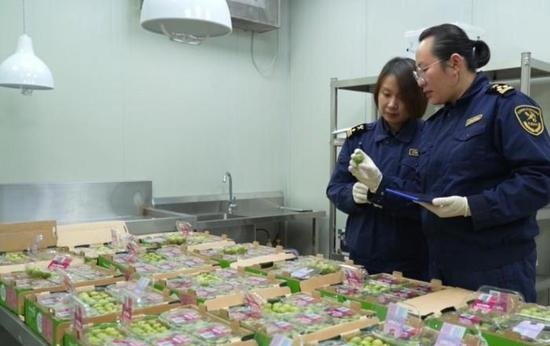 First batch of Kiwiberries from New Zealand enter China