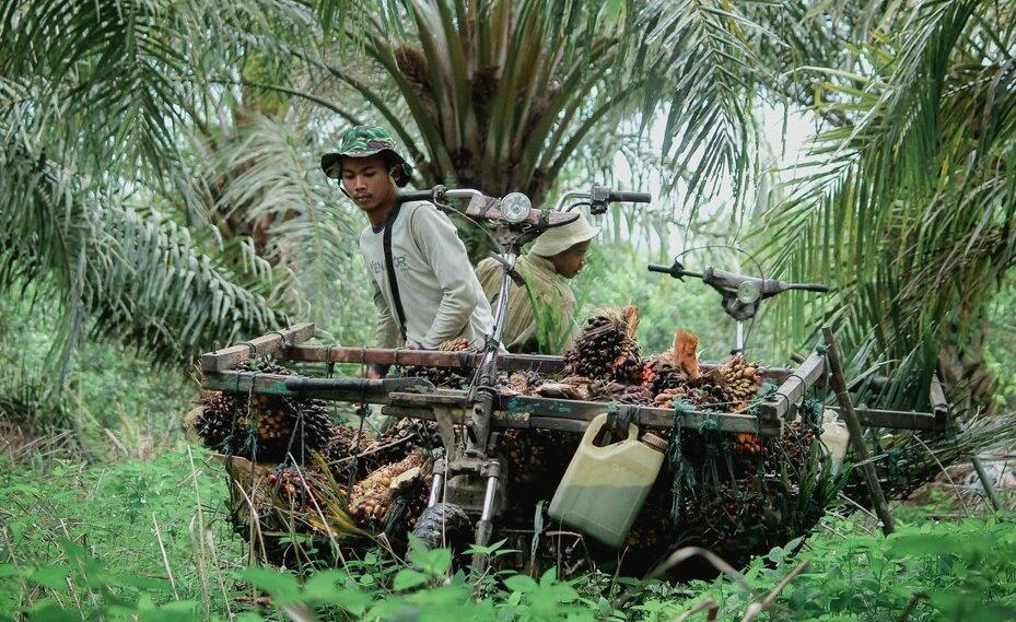 SOPRI, an integrated funding project, provides financing and resources to smallholders to replant oil palm sustainably in Indonesia