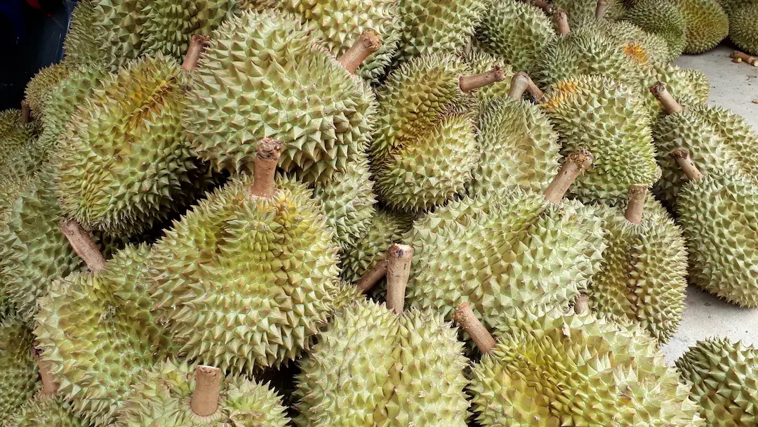 Chinese firm in Kunming is expected to increase durian imports from Thailand