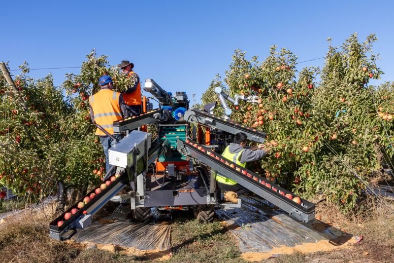Australian apples gain technical market access to China