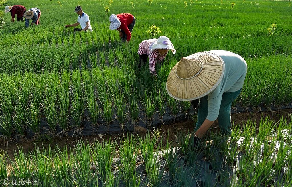 China-Africa Cooperation ushers in new era of agricultural modernization in Africa