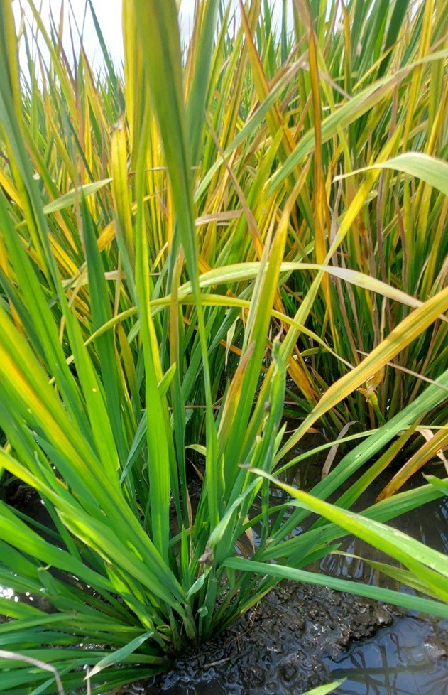 IRRI identifies the first case of rice yellowing syndrome in the Philippines