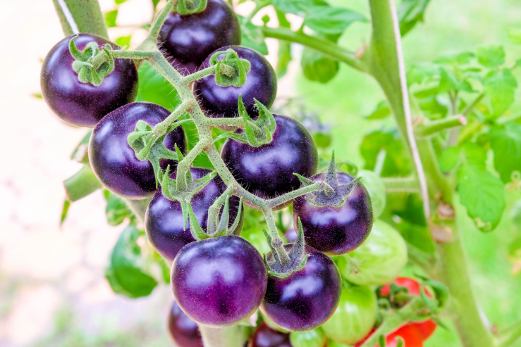 Australian OGTR accepts application for commercial approval of GM Purple Tomato