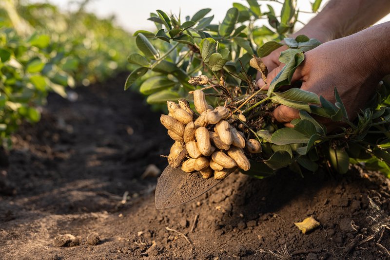FMC introduces Resuris Fungicide to protect peanut crops in Brazil