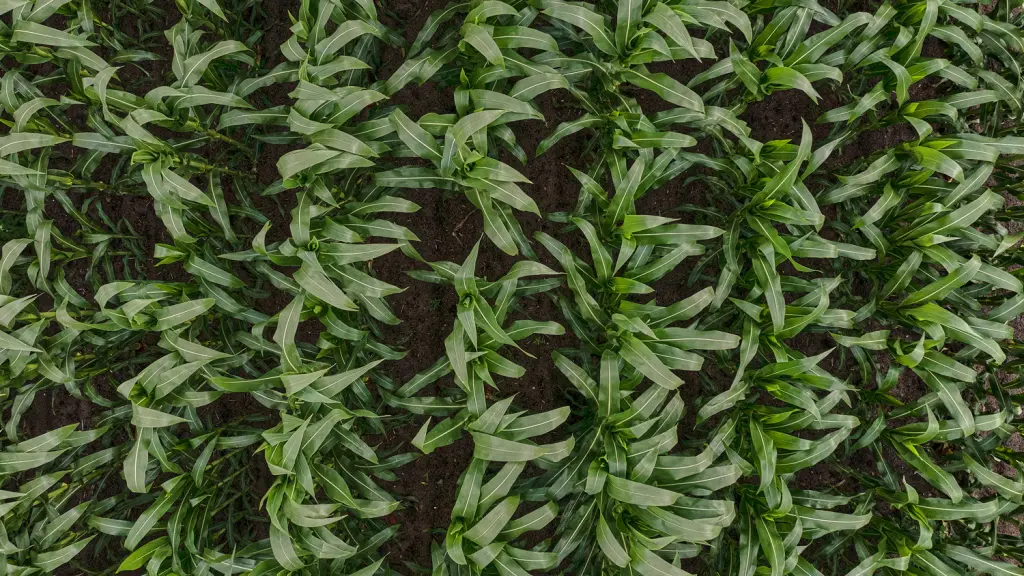 KWS and Limagrain to divest North American Joint Venture AgReliant Genetics to GDM