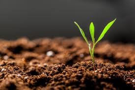 Microsoft bets big on regenerative agriculture with 12-Year carbon deal