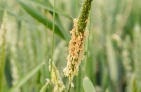 Syngenta announces breakthrough in combating resistant grass weeds