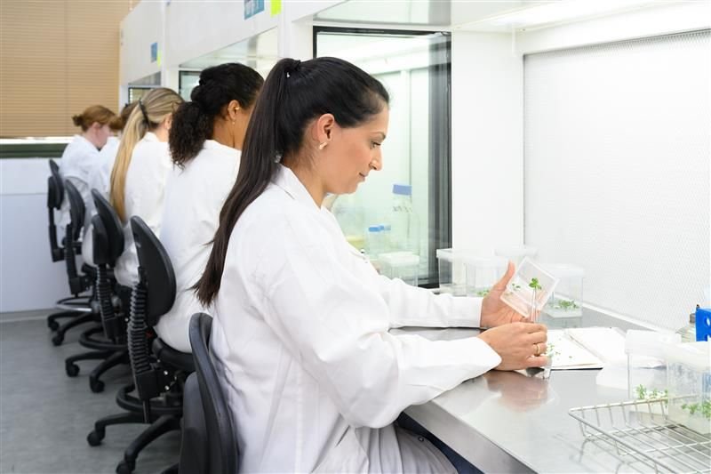 FuturaGene makes world-first regulatory submission for gene-edited eucalyptus