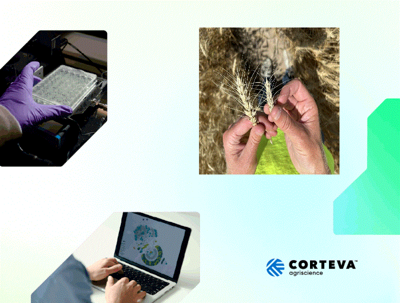Corteva announces plan to split into two industry-leading public companies