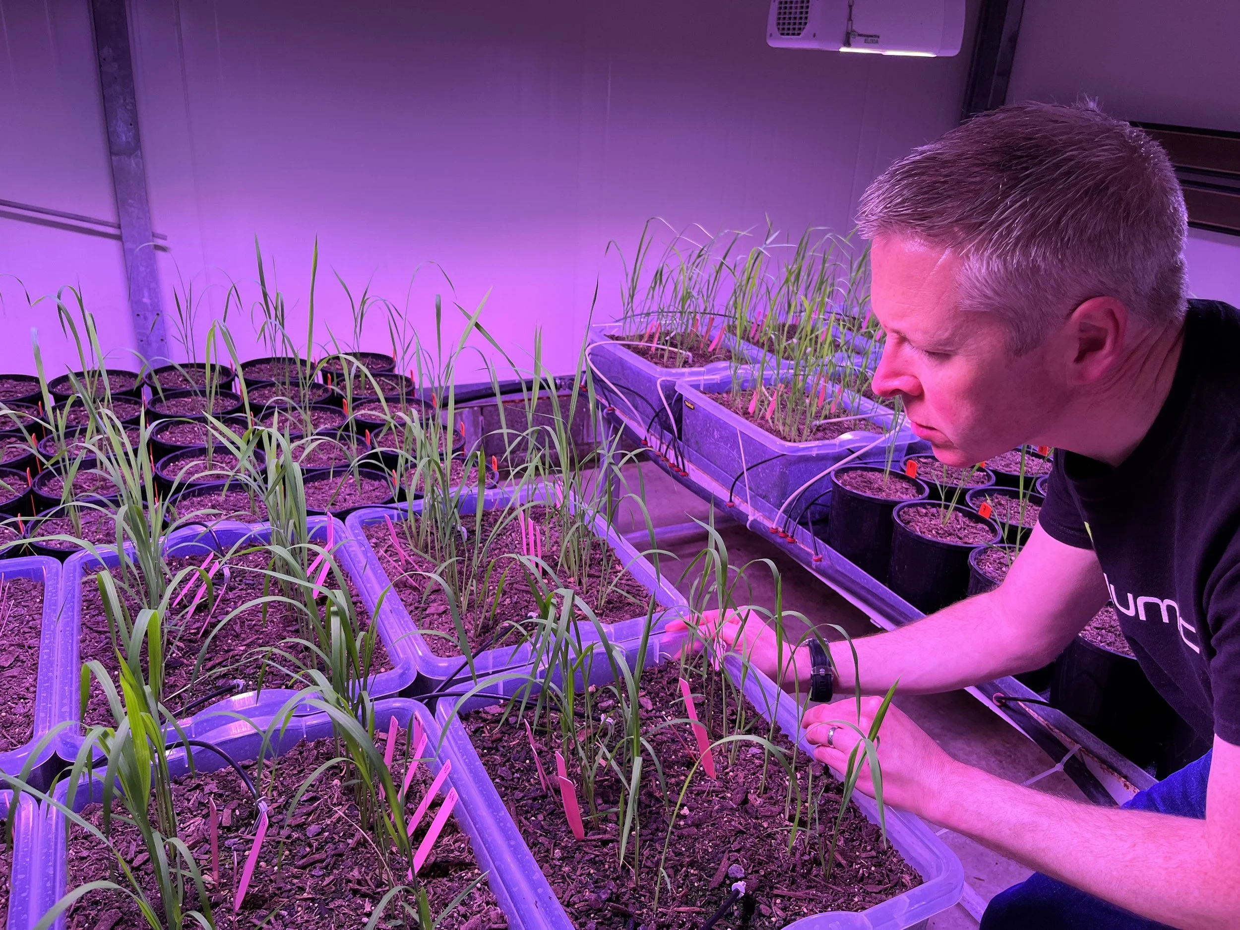 Fonterra and BioLumic partner to bring light-activated seed traits to New Zealand dairy systems