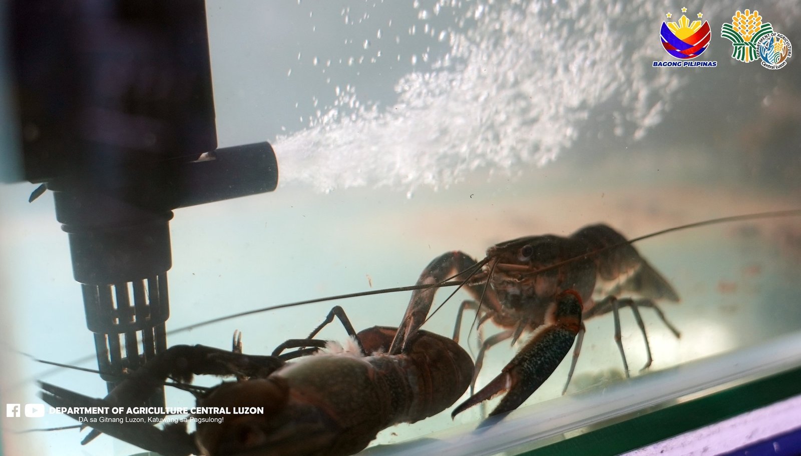Philippines launches crayfish hub to power aquaculture growth