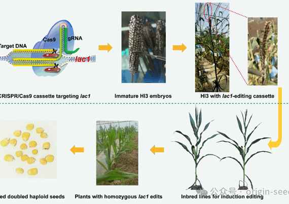 China's Origin Agritech's pioneering Hi3 Gene editing technology boosts crop yields and sustainability