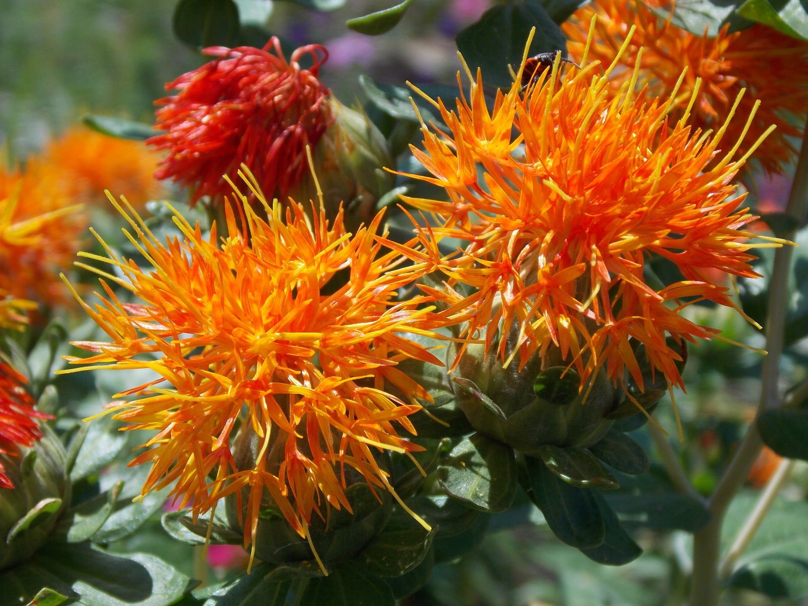From ecological fit to economic proof: Botswana’s safflower strategy redefines dryland resilience