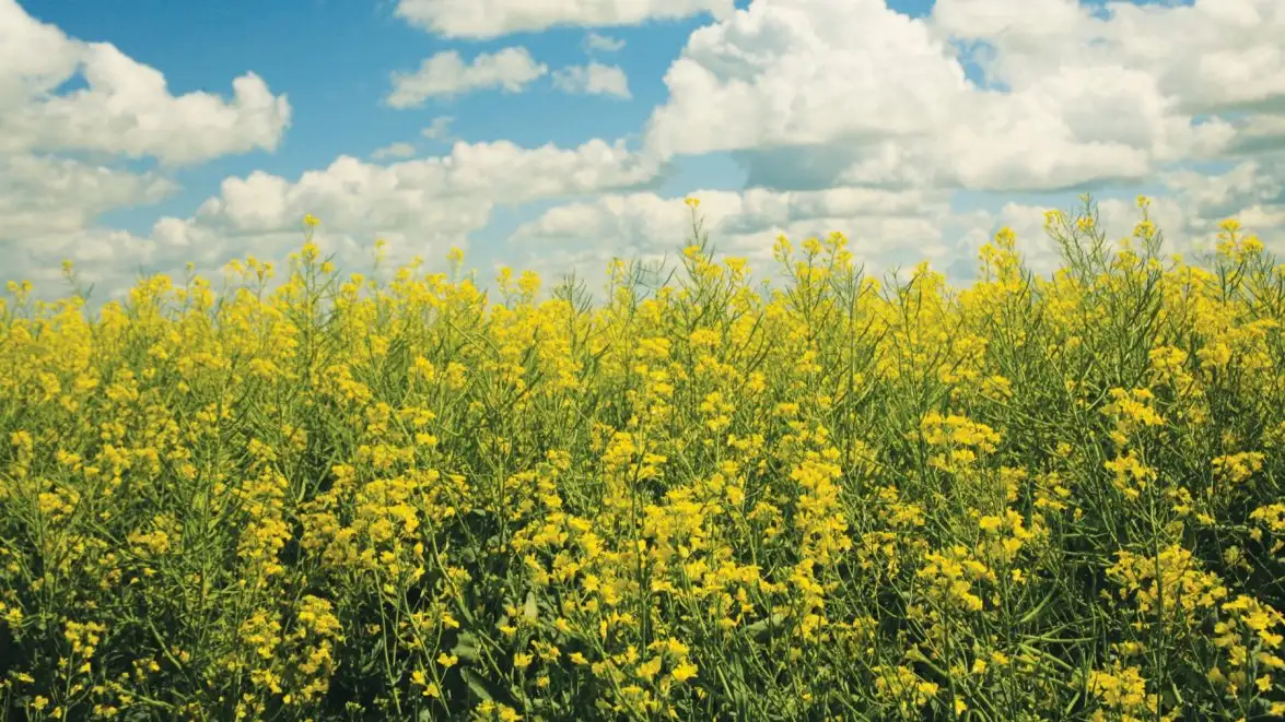 Corteva and BP launch biofuel feedstock joint venture Etlas™