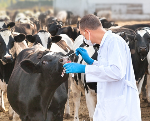 SecureDX and Panacea Korea partner to expand verified animal disease testing solutions