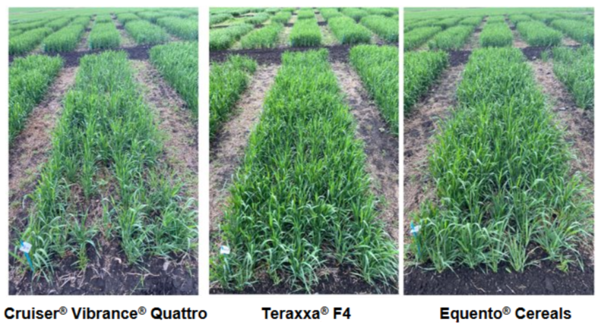 Syngenta Canada introduces Equento Cereals, the first seed treatment to offer both contact and systemic activity on wireworms