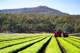 South East Queensland tapped as model for Australia’s food future