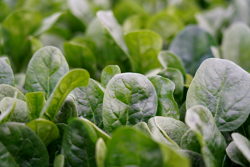 Rijk Zwaan updates spinach line for organic segment
