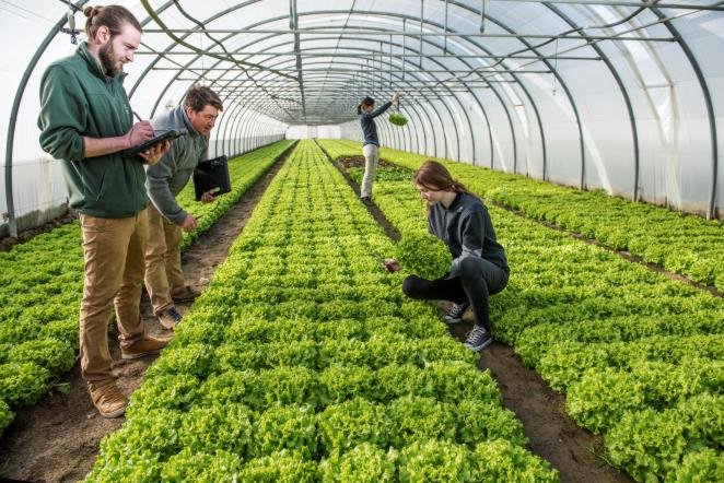 Doriane introduces Bloomeo Breeding, bringing AI-led precision to modern plant breeding