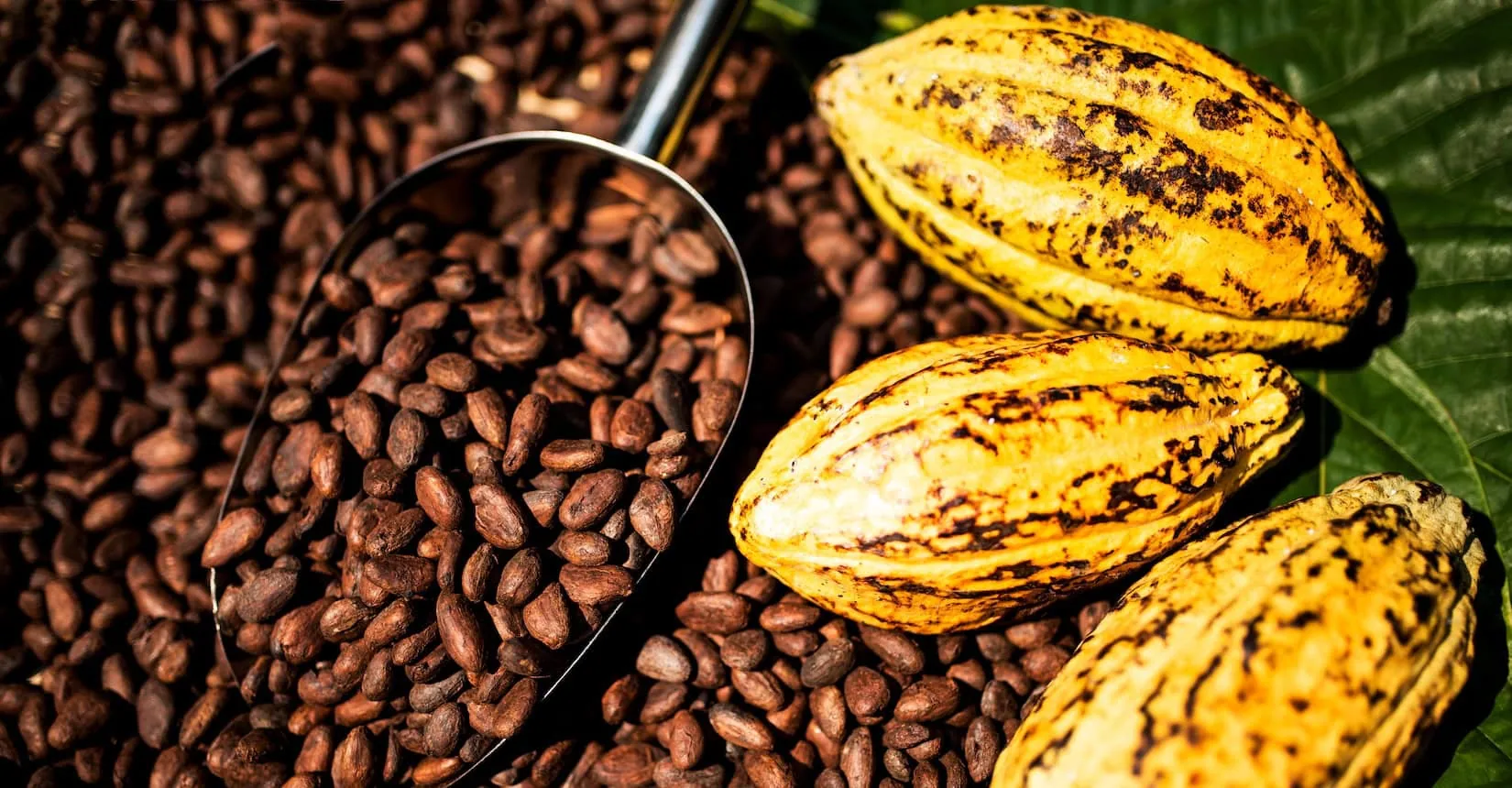 Cocoa-free chocolate alternative launches in U.S. market under Cargill–Voyage partnership