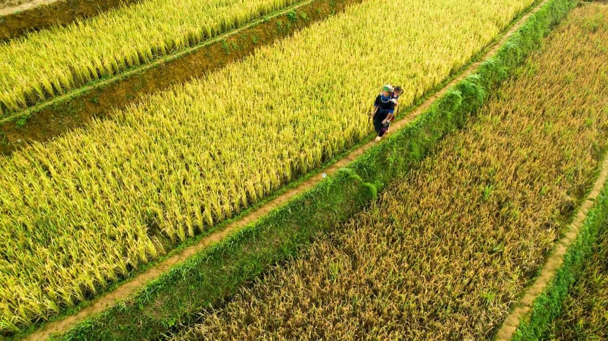Philippines deploys Rs 22.3 Cr agricultural relief shield as input inflation batters Negros Oriental farmers