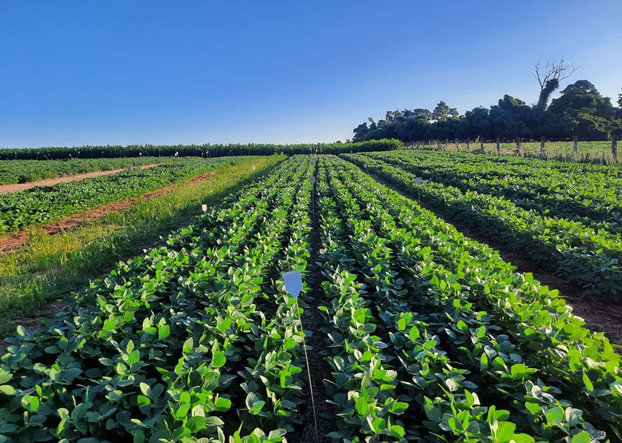 Embrapa study shows Struvite can sustain soy yields while reducing fertilizer imports