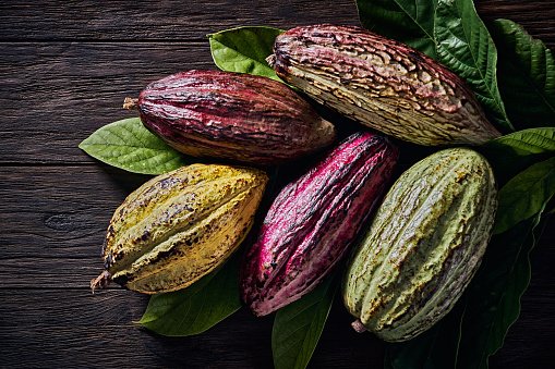 Cacao sector eyes stronger global push with new development roadmap in Philippines