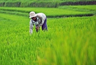 Indonesia’s land expansion programme could drive sharp rise in rice output, study finds