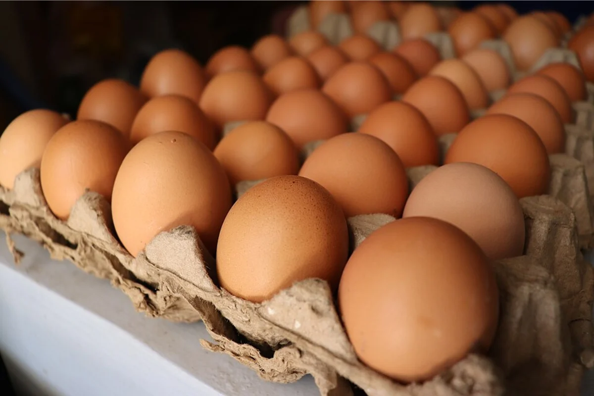 Philippines launches poultry livelihood program amid egg oversupply and rising production costs
