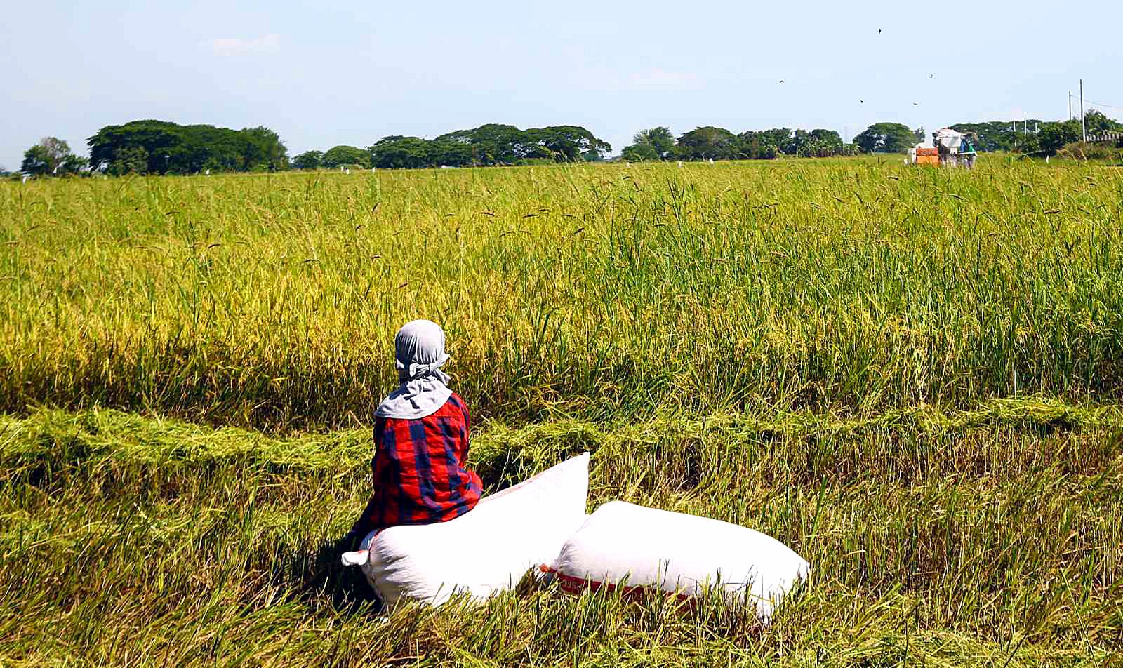 Philippines weighs temporary rice import curbs to shield farmers ahead of wet-season harvest