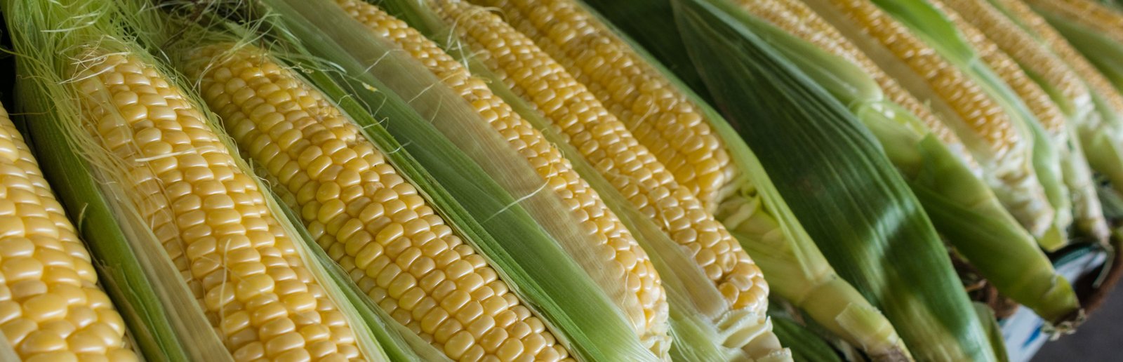 Lost gene from maize's wild ancestor could rewrite future of animal feed