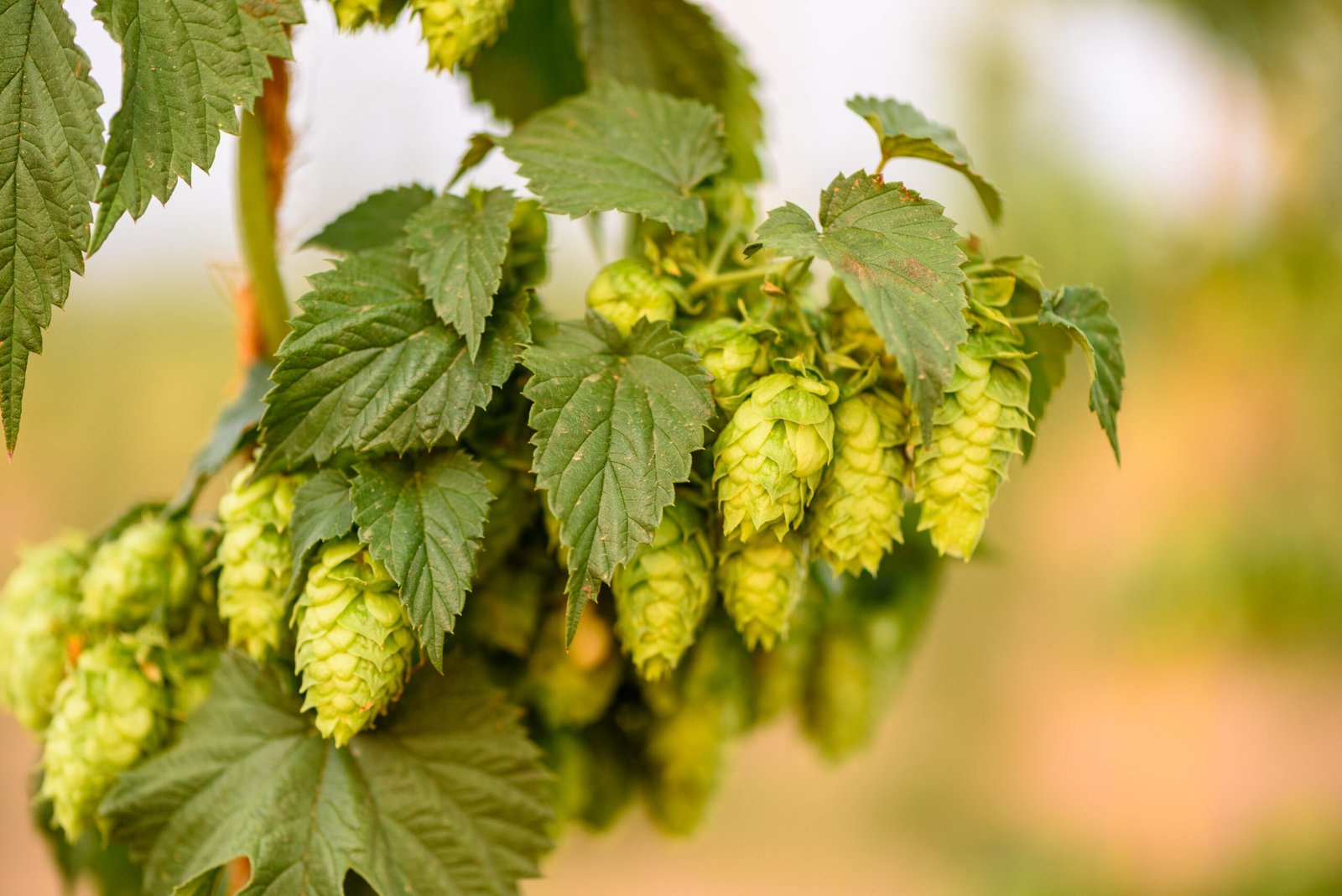 Carlsberg decodes future of hops with landmark genome breakthrough