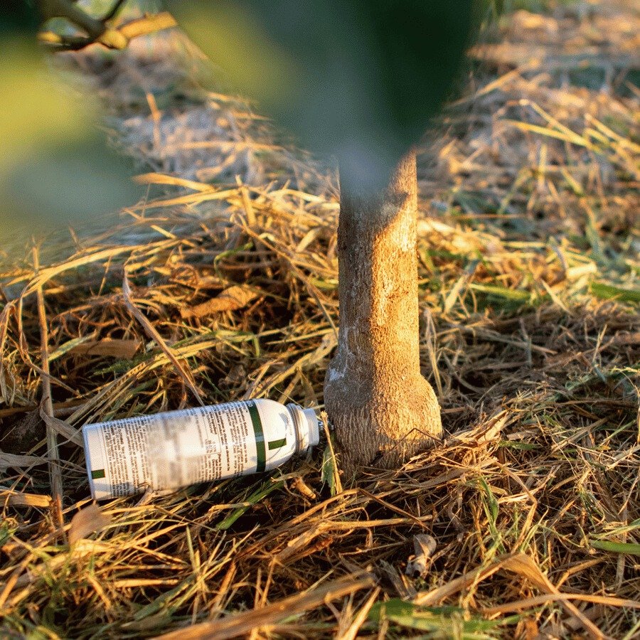 Greening advances in Brazil, cuts citrus crop and increases pressure for new control technologies
