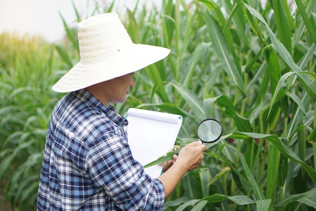 Indonesia eyes agricultural transformation in Papua through new partnership with China