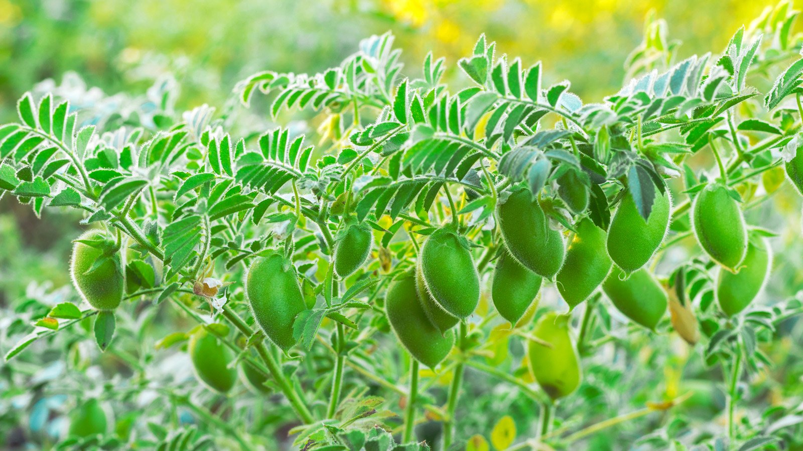NSW scientists join national push to modernise chickpea nitrogen fixation after four-decade gap
