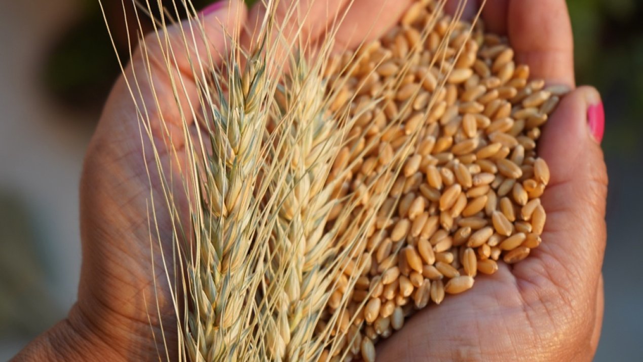 Argentina’s export tax overhaul could reshape global grain trade dynamics