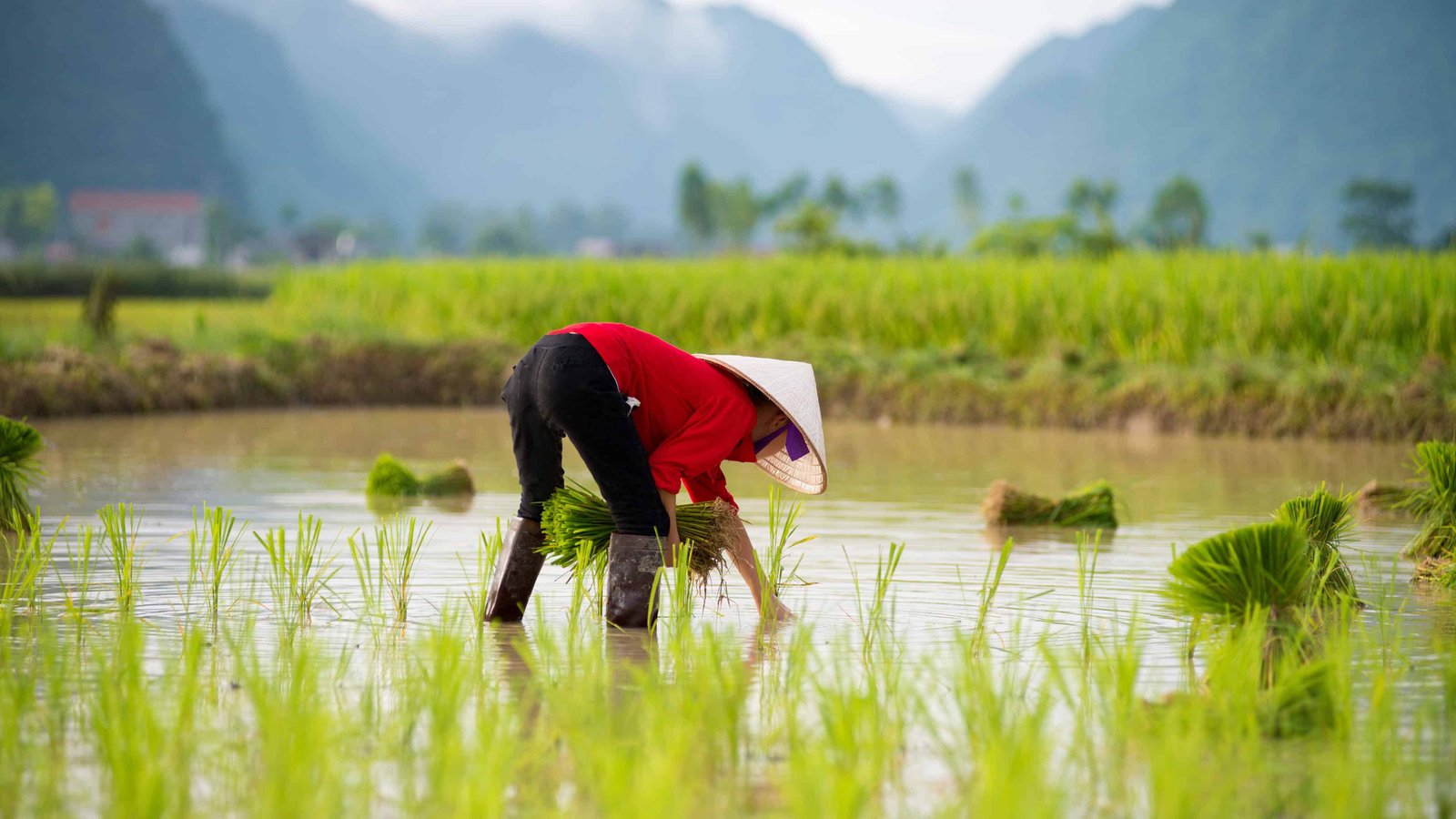 Vietnam opens door to 348 new crop protection products in major registration update