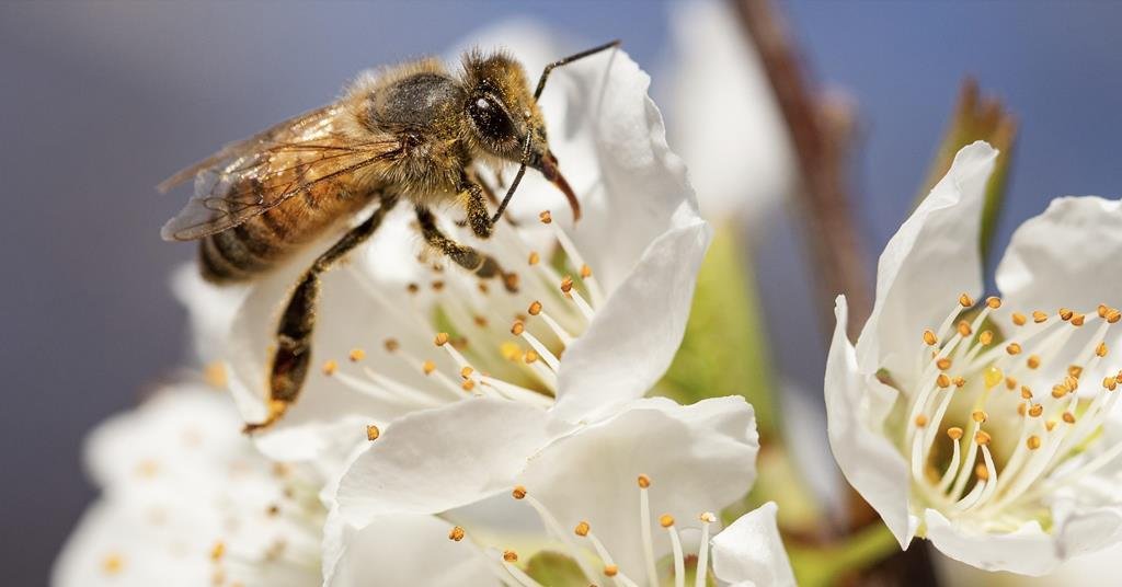 UK project brings precision pollination to commercial fruit production and breeding