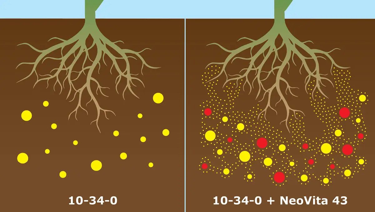 ADM expands biostimulant footprint as REDSTAR launches REDVITA 43 across Midwest