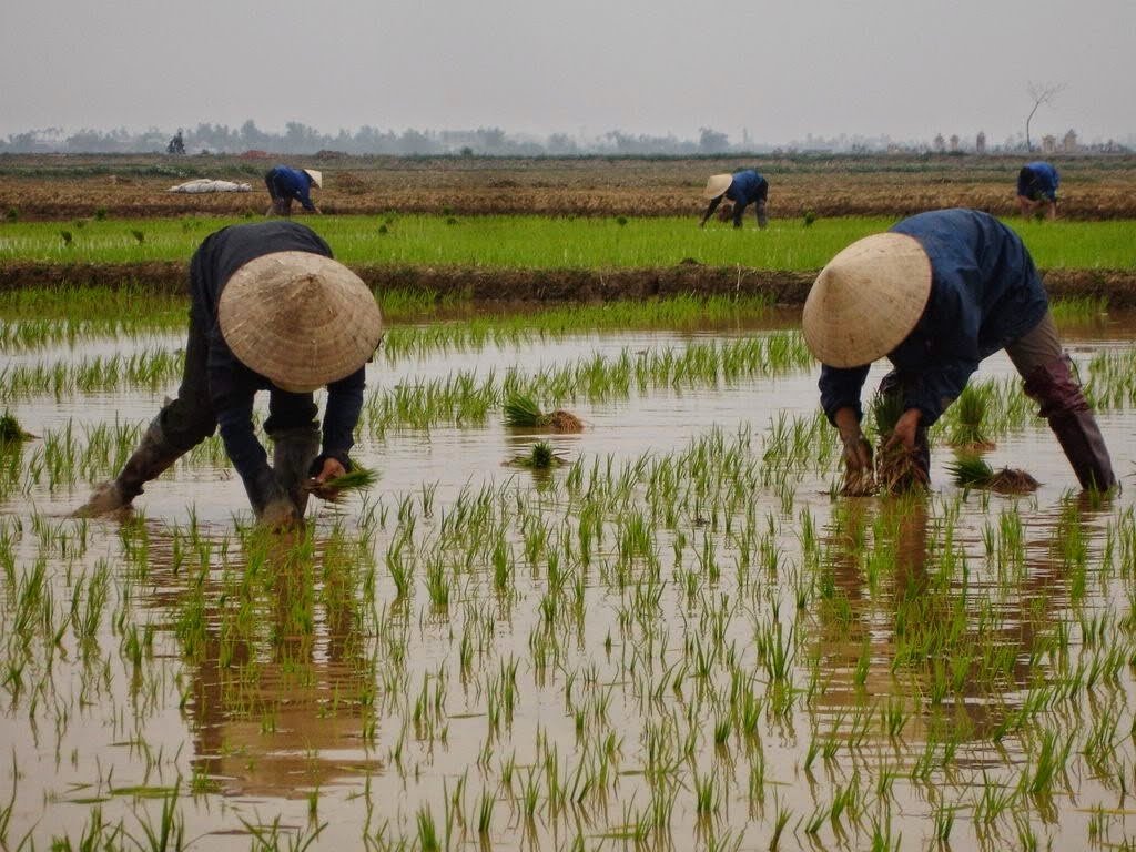 A An, CLDRRI partner to build 60,000-Ha OM19 rice supply chain by 2032