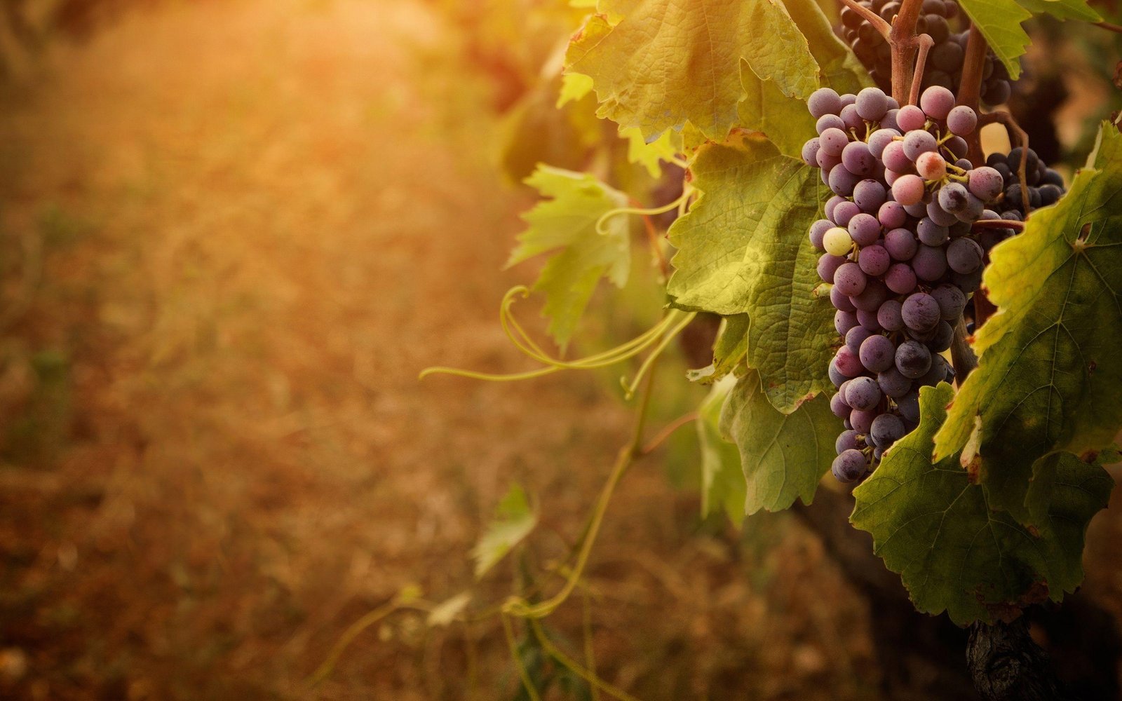 First solo Cyflufenamid Registration highlights China's growing focus on high-value crop protection