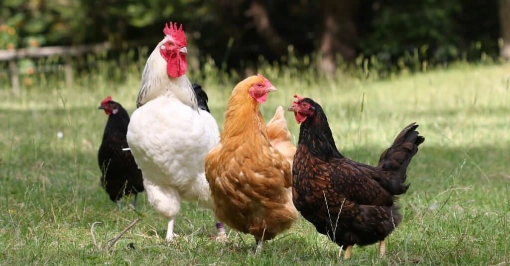Indonesia’s WMU bets big on cage-free eggs as animal welfare demand reshapes poultry industry