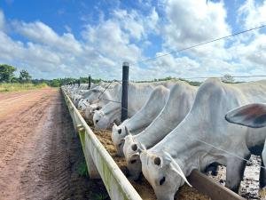 Athian enables first verified Brazilian Beef inset credits, advancing livestock methane reduction