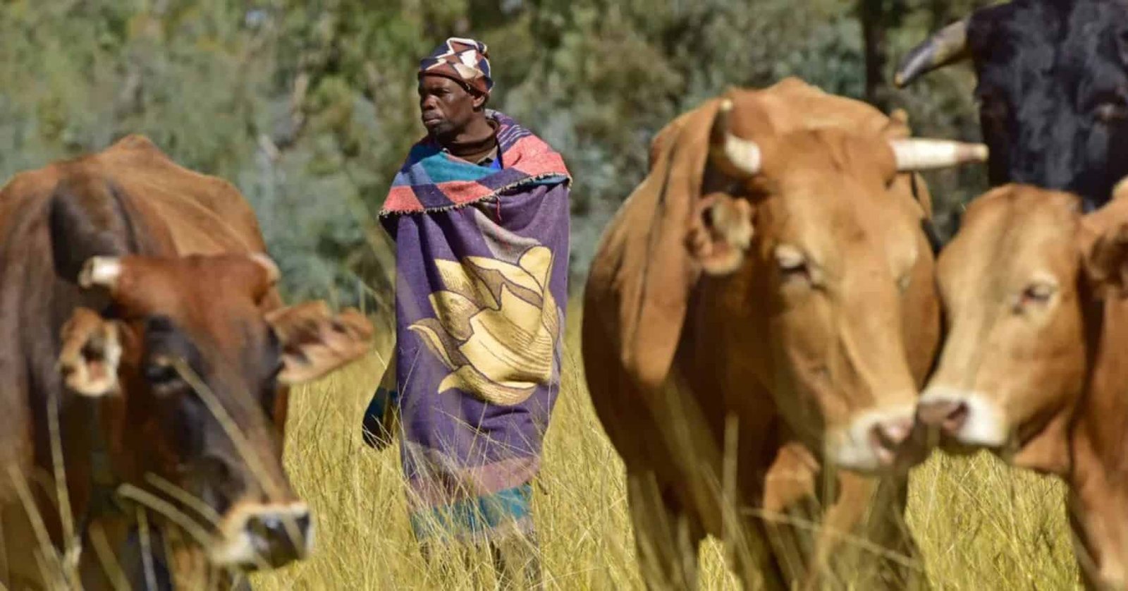 South Africa’s livestock sector charts new growth path as industry leaders push traceability, biosecurity and export expansion