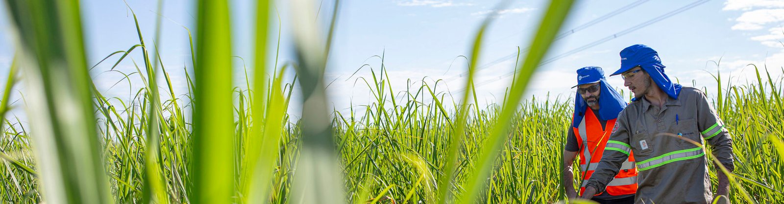 COFCO International to acquire two sugar mills in Brazil
