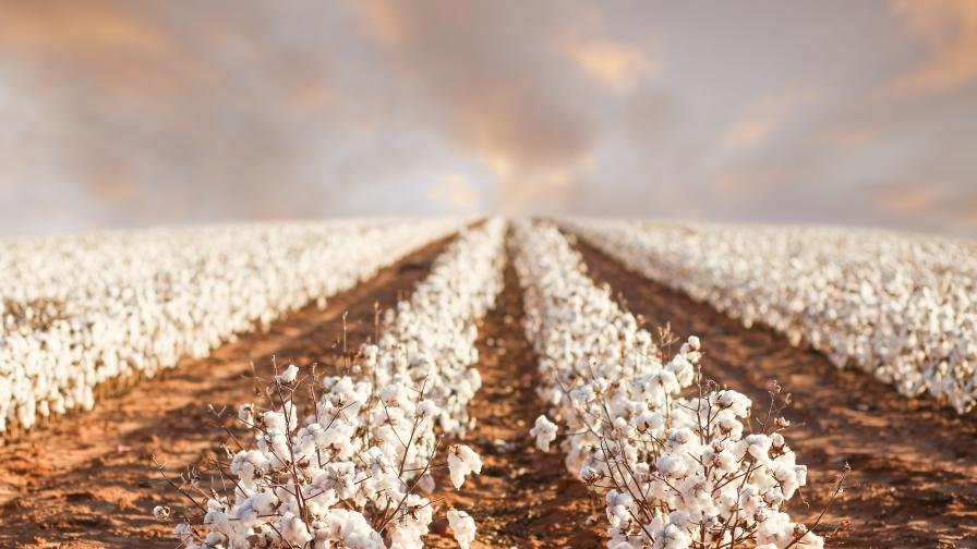 Corteva expands PhytoGen cottonseed portfolio with 3 high-yield varieties for 2027 season