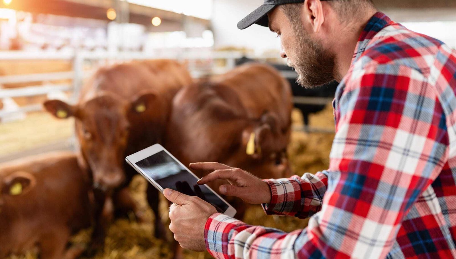 Breedr raises $27 Mn to build digital record for every cow from farm to retail
