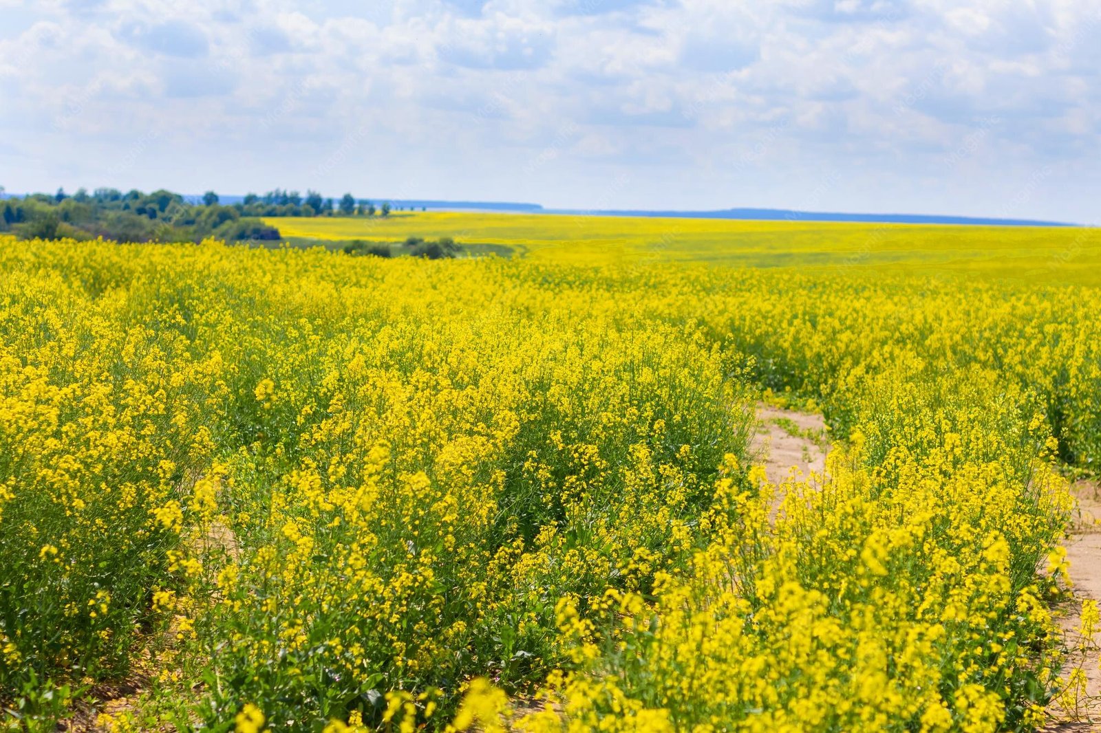 China’s new rapeseed varieties set multiple yield records as national program highlights 52 cases