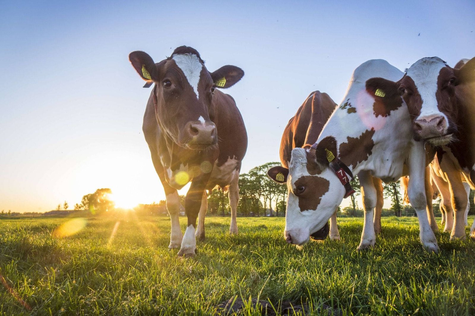 China’s dairy giants hold ground as smaller players chase growth