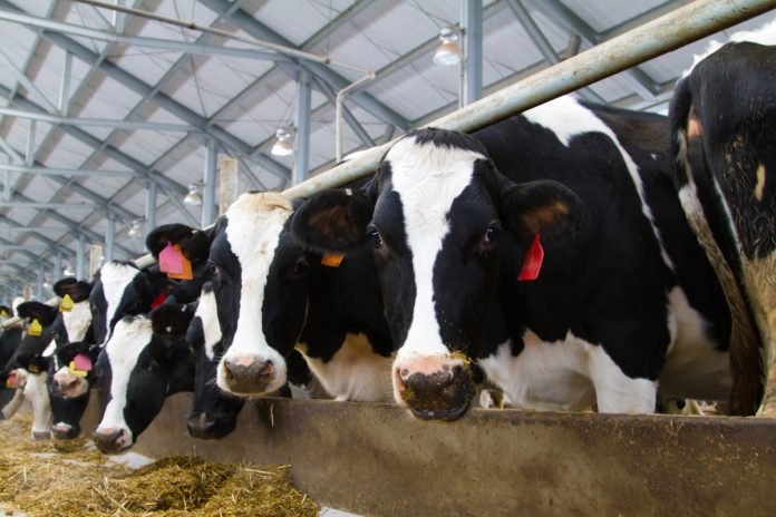 AustAsia strengthens China dairy footprint with acquisition of Meiji's local business